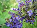 bigstockphoto Butterfly Bush 1809893